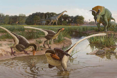 New feathered raptor