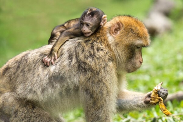 Barbary macaque with baby