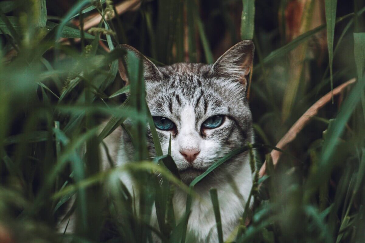 grey-tabby-cat-on-green-grass-3855431