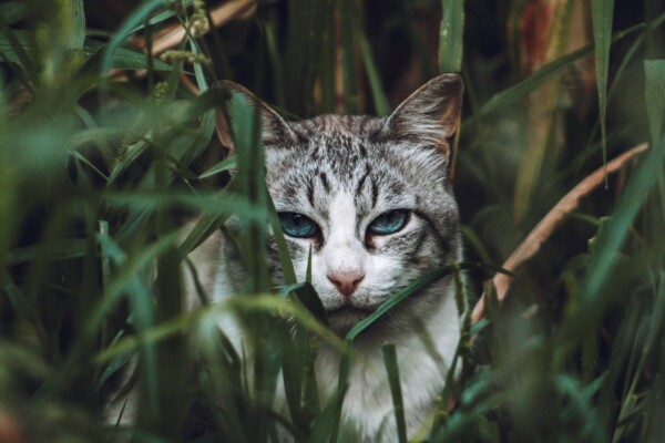 Gray tabby cat hiding in grass