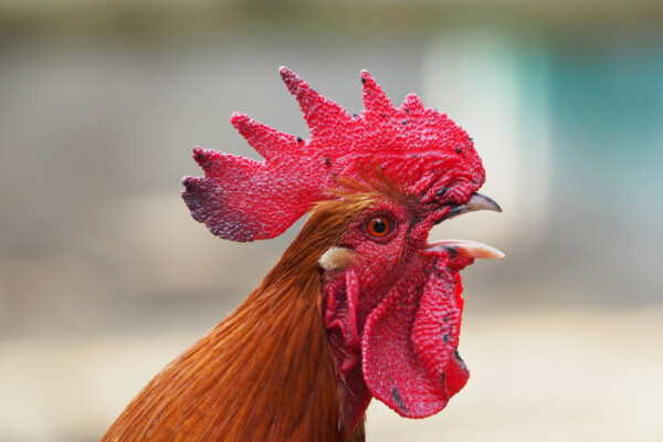 Rooster / chicken