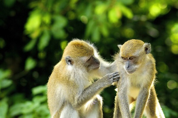 Two monkeys
