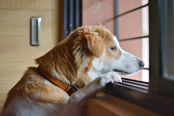 Dog looking out window