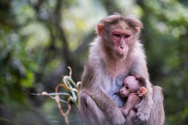 Mother macaque monkey with baby