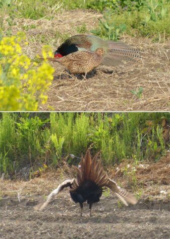 Pheasants showing fan-shaped tail