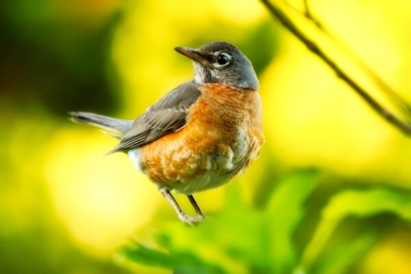 American Robin