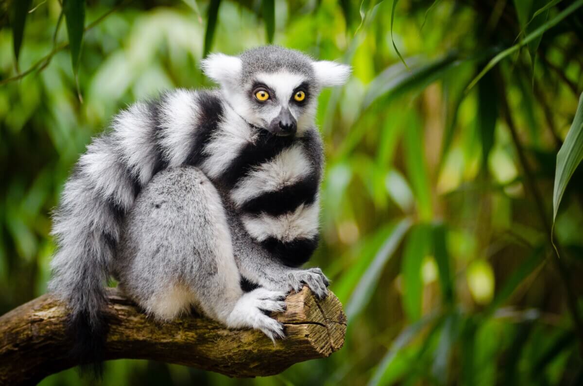 white-and-black-animal-sitting-on-a-branch-146006