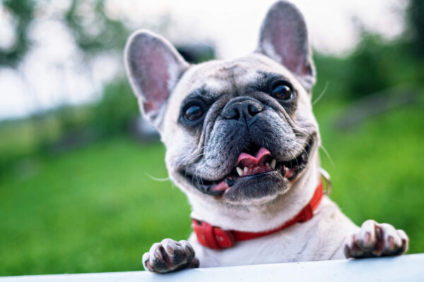 Dog - French bulldog