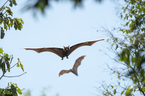 Bat flying