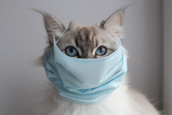 Coronavirus and cats: cat with mask on