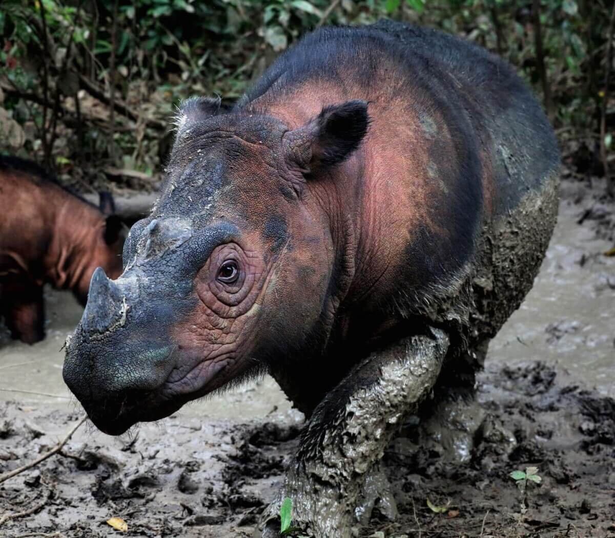 Sumatran rhino