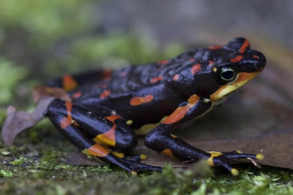 Harlequin frog