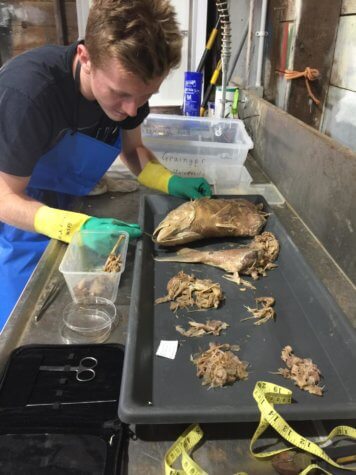 Contents of shark's stomach examined
