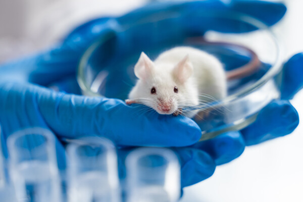 Scientist holding white lab rat or mouse for experiment