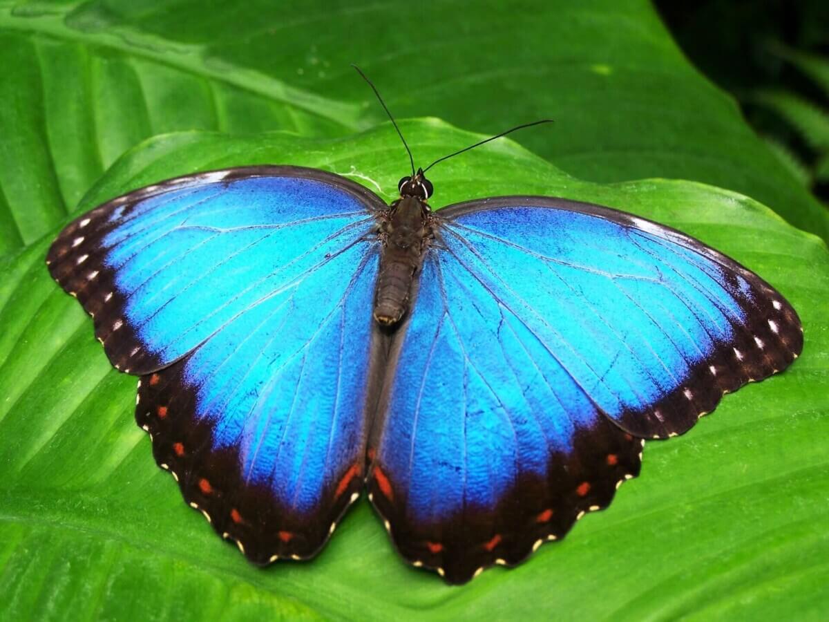 butterfly-142506