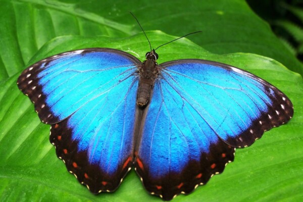 Beautiful blue butterfly on leaf