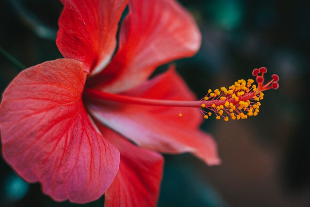 red-hibiscus-in-bloom-3821674