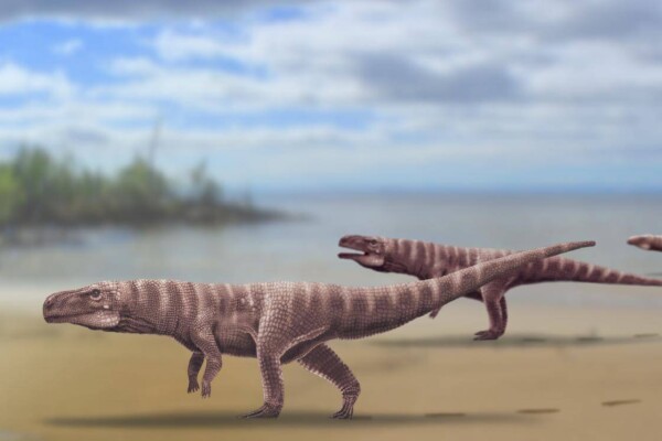 Ancient crocodile