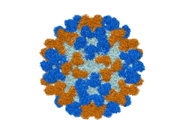 Antibodies for rare, polio-like disease in children