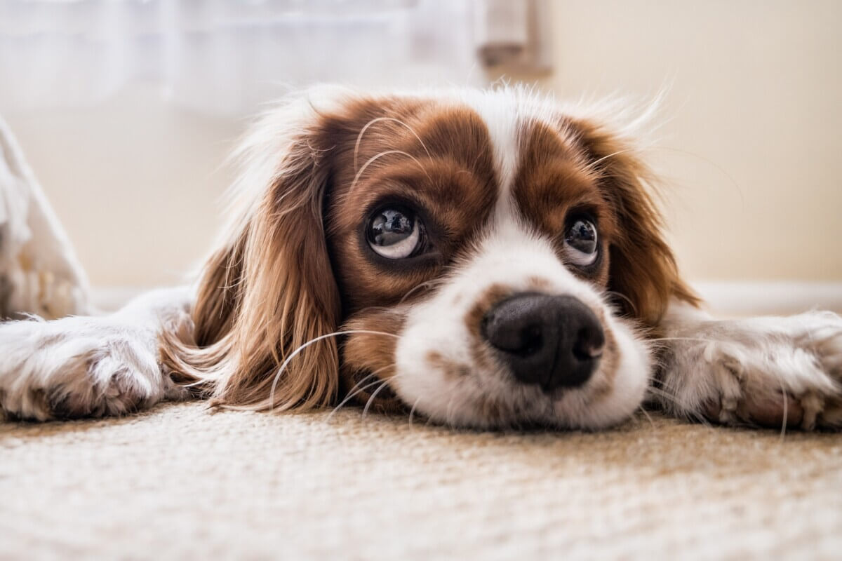 dog-2785074