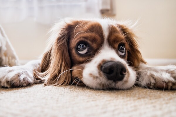 Sad, adorable dog: Cocker spaniel showing puppy dog eyes
