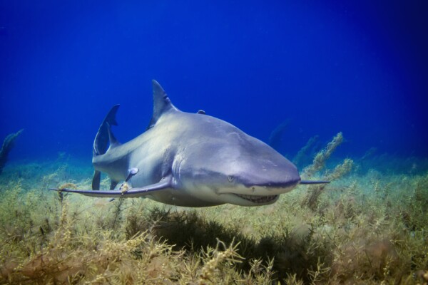 Lemon shark photographed near Bahamas