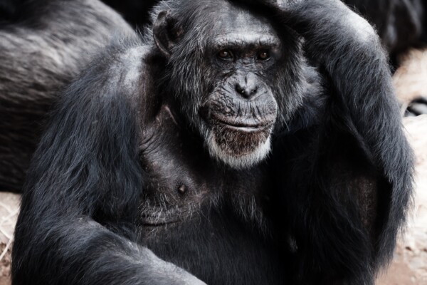 Chimpanzee