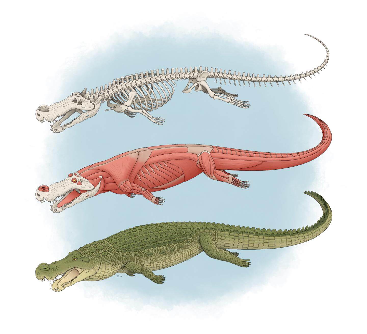 An illustration of Deinosuchus