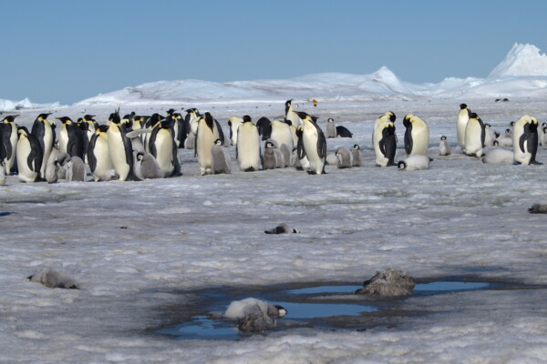 Emperor penguins in Antarctica