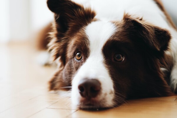 Cute dog lying down