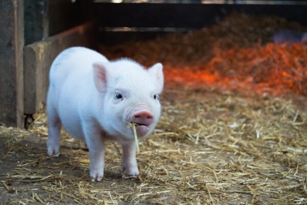Young pig in a barn