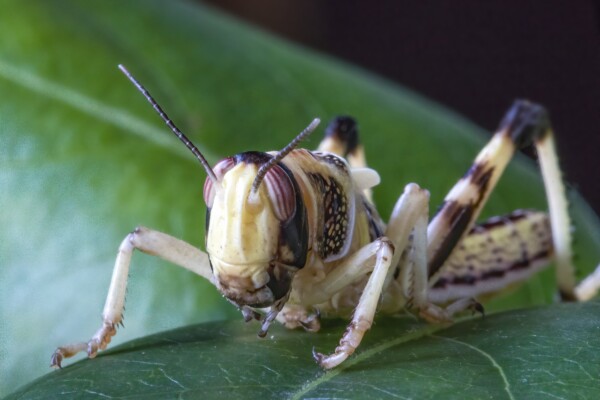 Desert locust