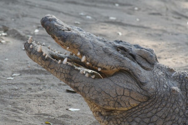 Crocodile