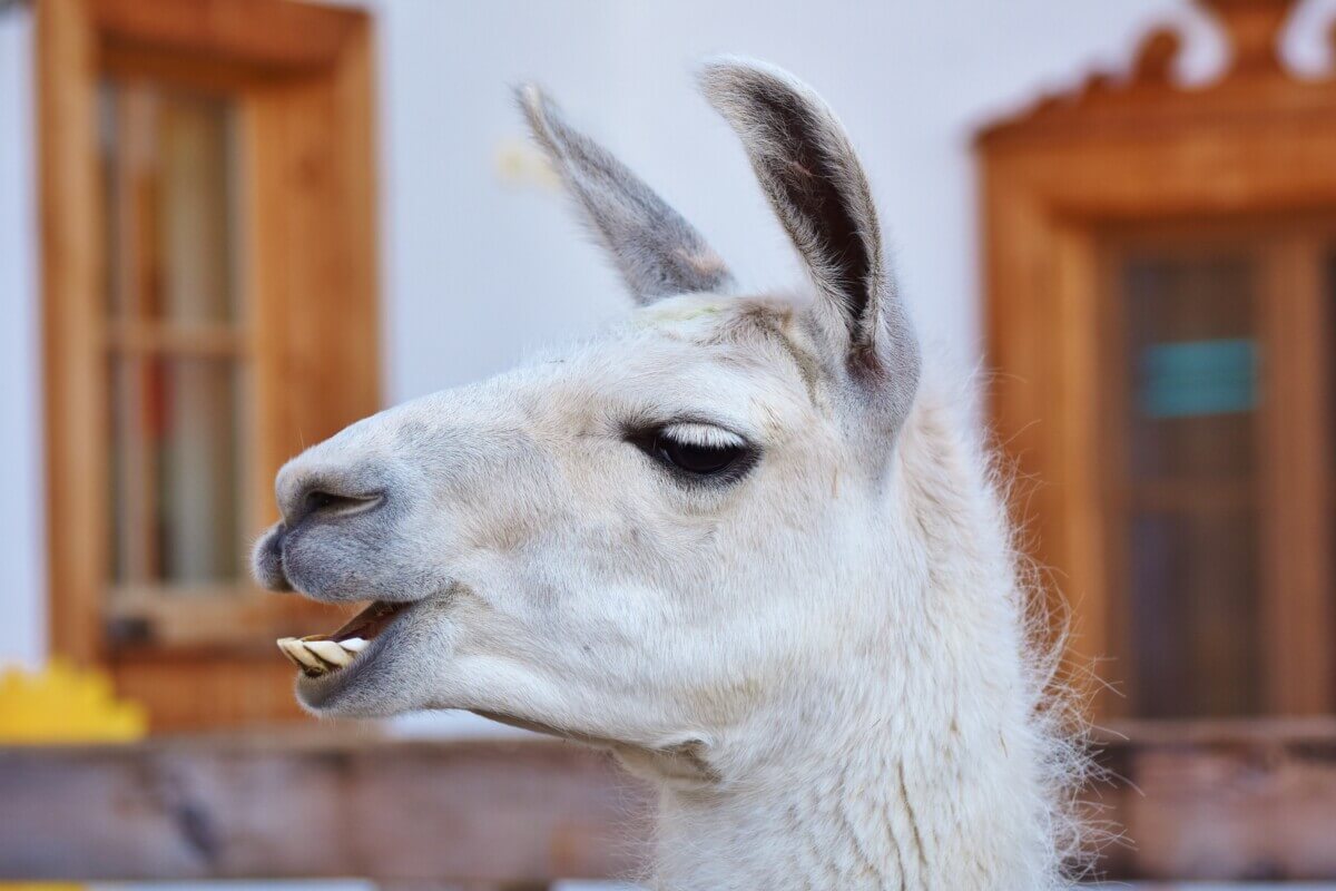 lama-3582739
