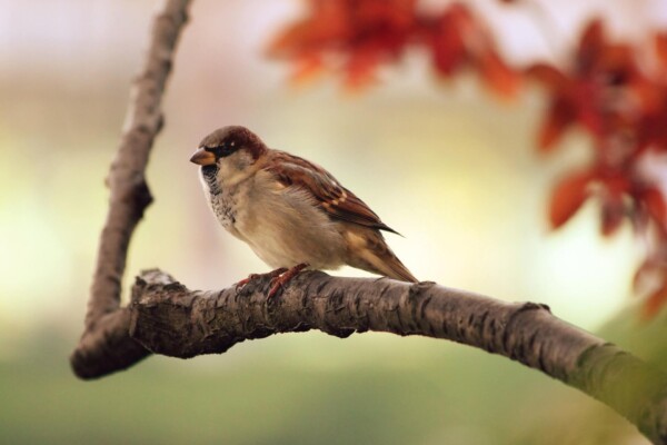 Sparrow