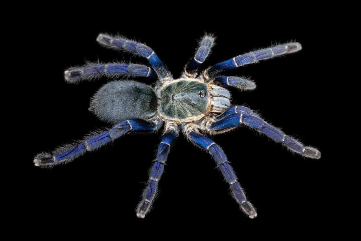 Cobalt Blue Tarantula