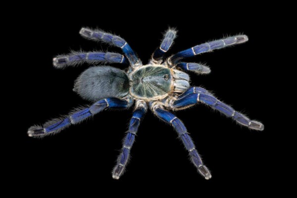 Cobalt Blue Tarantula