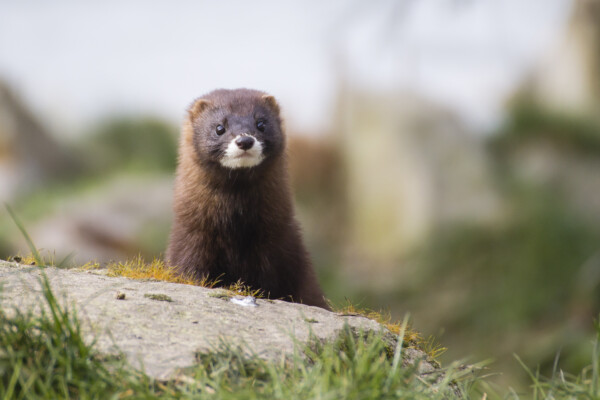 Mink