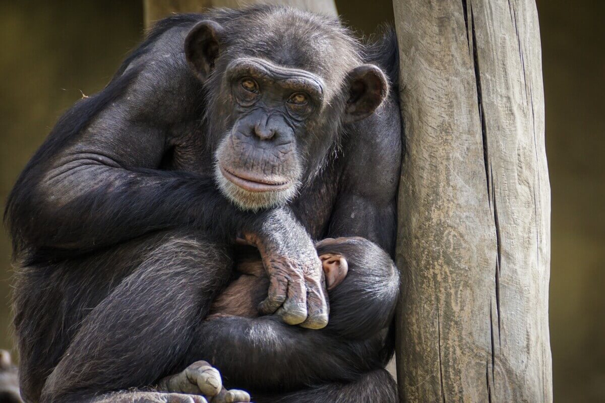 chimpanzee-3707270