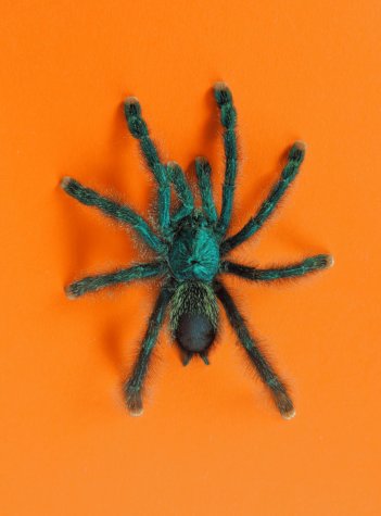 Female Avicularia sp Kwitara Tarantula