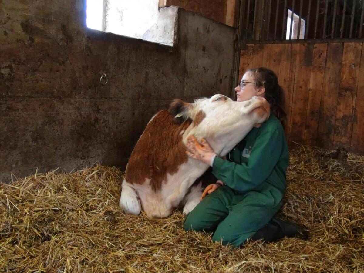 Cow