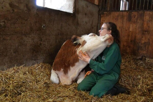 Cow Human Bonding