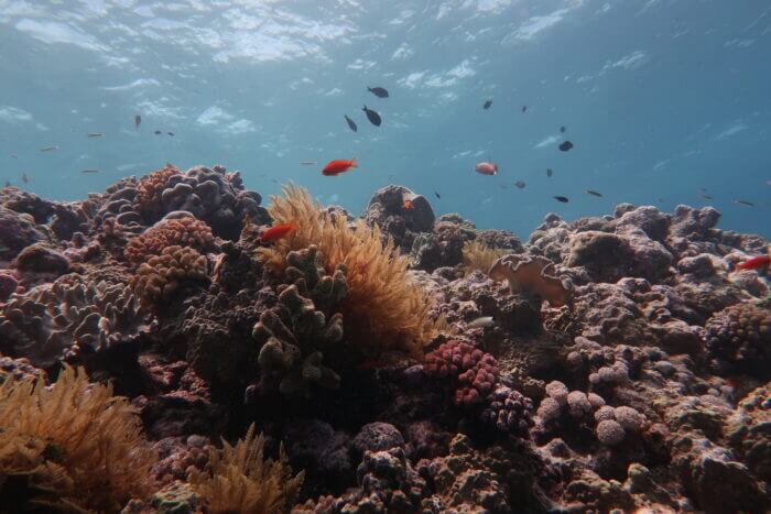 Great Barrier Reef