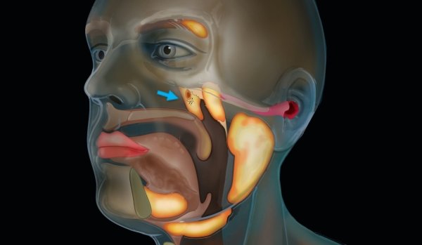 New Organ Human Head