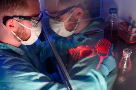 Antibiotic-resistant bacteria handled in lab