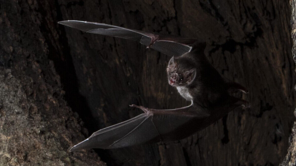 bat