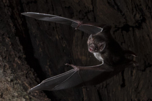 Vampire Bat