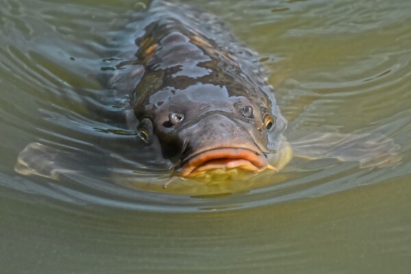 Carp fish swimming