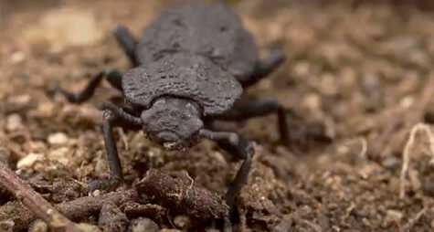 Diabolical Ironclad Beetle