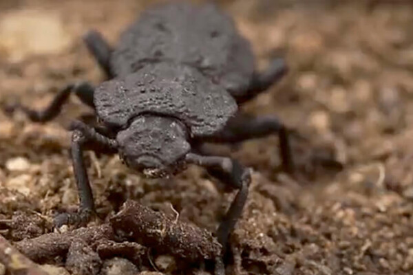 Diabolical Ironclad Beetle